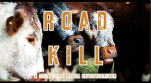 Road Kill